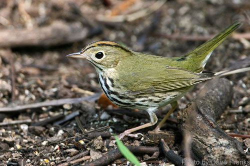 Ovenbird (photo by Dave Freriks) Ovenbird foraging on the ground