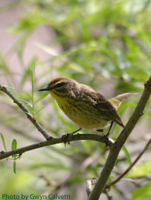 Palm Warbler (photo by Gwyn Calvetti) Palm Warbler on a branch
