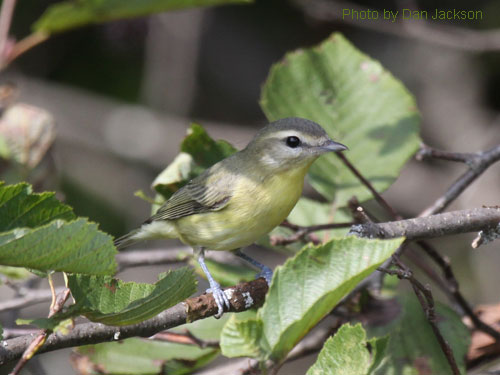 Philadelphia Vireo in the brush
