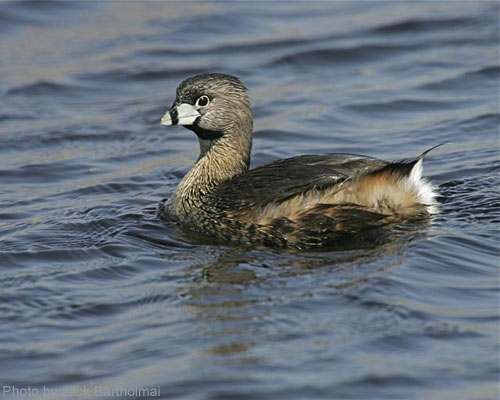 Pied-billed Grebe (photo by Jack Bartholmai) Pied-billed Grebe on water