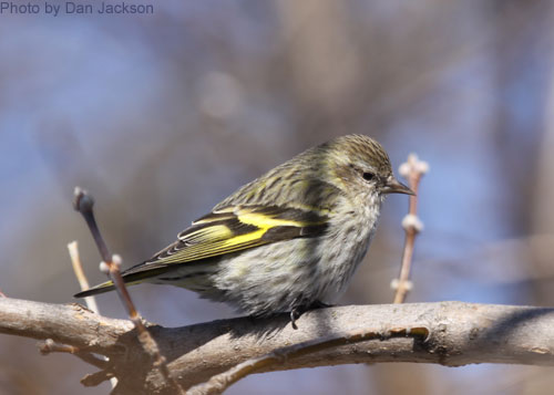 Pine Siskin showing yellow marks on wing