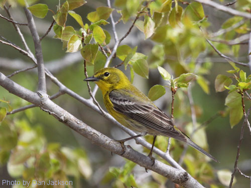 Pine Warbler in profile