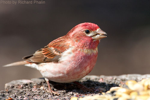Purple Finch (photo by Richard Phalin) Purple Finch at a feeder