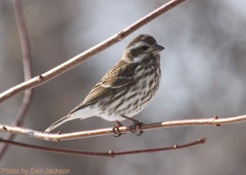 Female Purple Finch (photo by Dan Jackson) Female purple finch perched on a branch