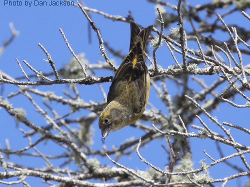 Female Red Crossbill hanging upside down