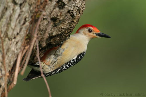 Male Red-bellied Woodpecker (photo by Jack Bartholmai) Red-bellied Woodpecker on tree trunk