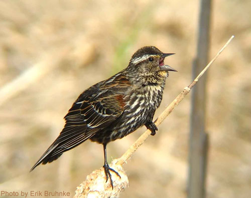 Yound Red-winged Blackbird (photo by Erik Bruhnke) Young Red-winged Blackbird on a cattail