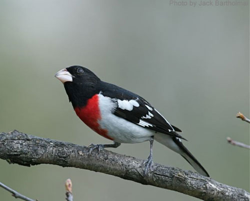Red-breasted Grosbeak (photo by Jack Bartholmai) Male red-breasted Grosbeak