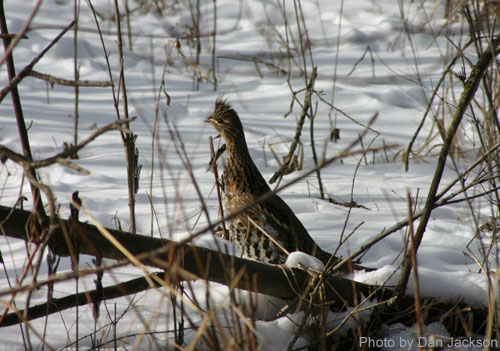 Ruffed Grouse on a snowy landscape