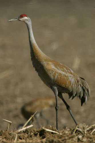 Sandhill Crane in a field