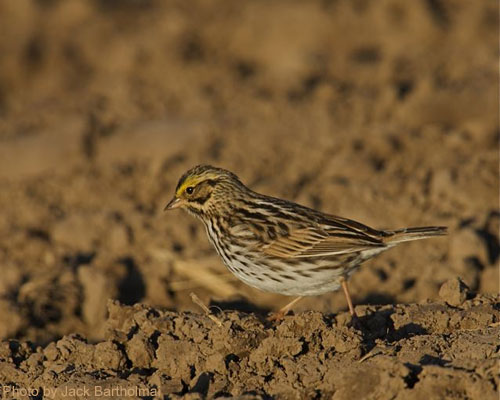 Savannah Sparrow foraging on the ground