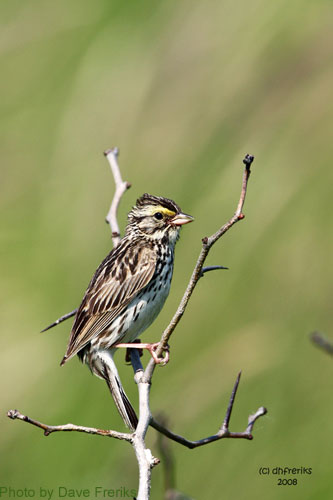 Savannah Sparrow perched atop a shrub