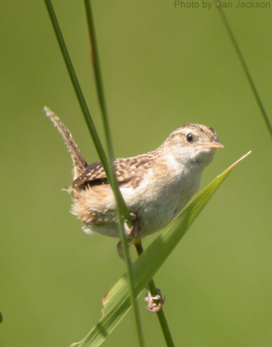 Sedge Wren perched on wetland grasses