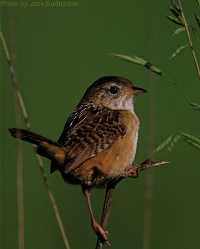 sedge wren habitat