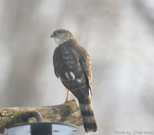 Sharp-shinned Hawk (photo by Chris West) Sharp-shinned Hawk from the back