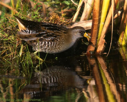 Sora (photo by Jack Bartholmai ) Sora stepping into the water