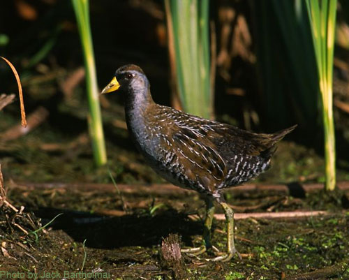Sora (photo by Jack Bartholmai) Sora walking near marsh edge