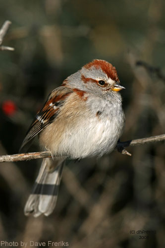 American Tree Sparrow (photo by Dave Freriks) Close up of the American Treen Sparrow