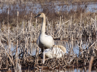 Trumpeter Swans (photo by Dan Jackson) A pair of Trumpeter Swan on a nest