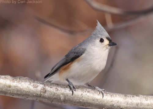 Tufted Titmouse (photo by Dan Jackson) Close up of a Tufted Titmouse on a branch