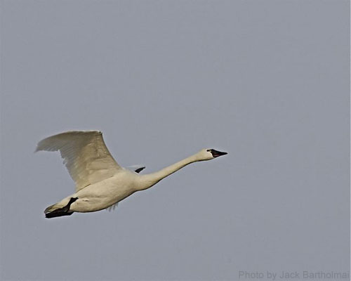 Tundra swan (photo by Jack Bartholmai) Tundra swan in flight