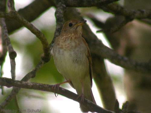 Veery (photo by Tom Schultz) A veery on branch as seen from below