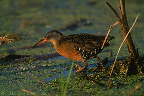 Virgina Rail at the pond edge