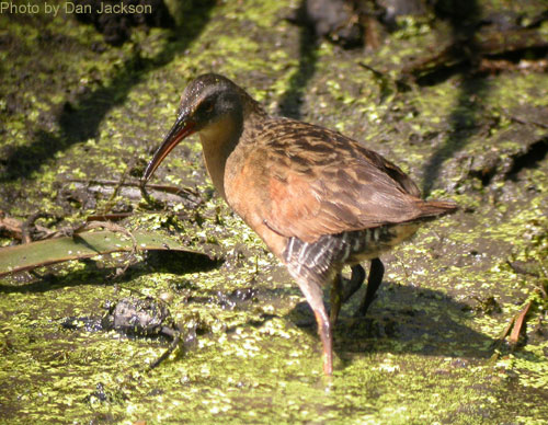 Virgina Rail wading among the vegetation