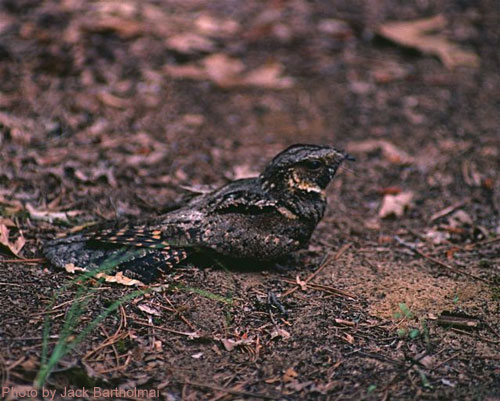 Whip-poor-will on the ground