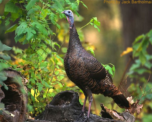 Female Wild Turkey (photo by Jack Bartholmai) Female Wild Turkey in woodland