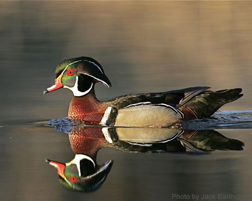 Male Wood Duch (photo by Jack Bartolmai) A colorful Male wood duck on a pond