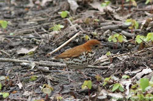 Wood Thrush hiding among the sticks on the ground