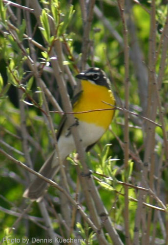 Yellow-breasted Chat (photo by Dennis Kruecherer) Yellow-breasted Chat showing off its name