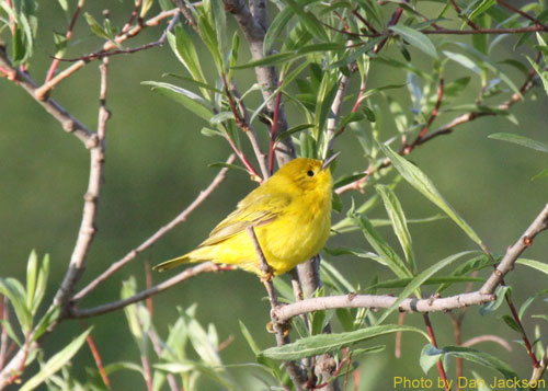 Female Yellow Warbler (photo by Dan Jackson) Female Yellow warbler in a willow tree