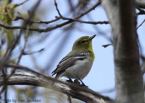 Yellow-throated Vireo