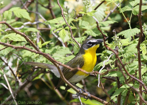 Yellow-breasted Chat (photo by Dan Jackson) Yellow-breasted Chat in the thicket