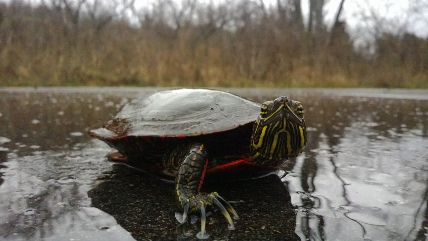 Painted Turtle on Old Hwy 131 Trail 