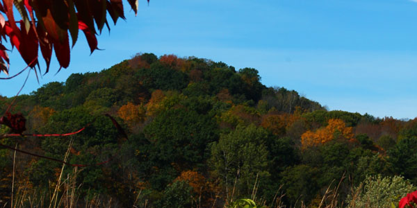 A hillside showing the start of changing leaves