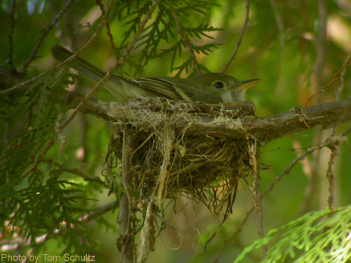Acadian Flycatcher sitting in a nest