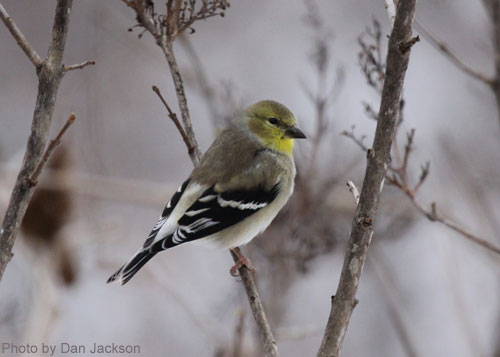 American Goldfinch diplaying duller winter plumage