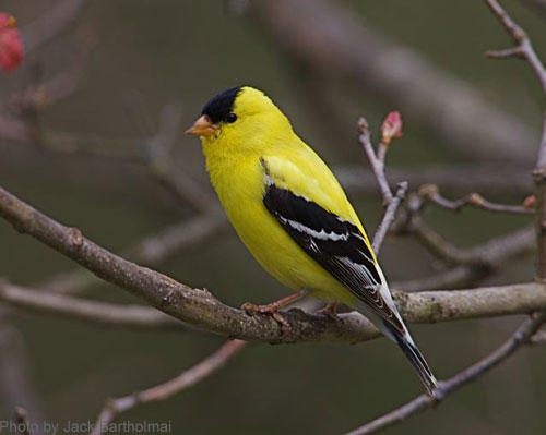 Close up of an American Goldfinch on a branch