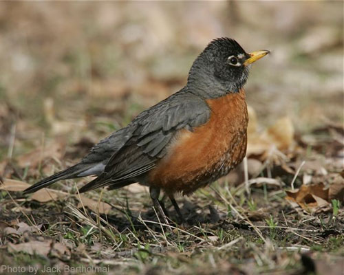 American Robin on the ground