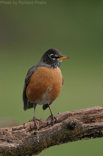 American Robin - Wisconsin's State Bird