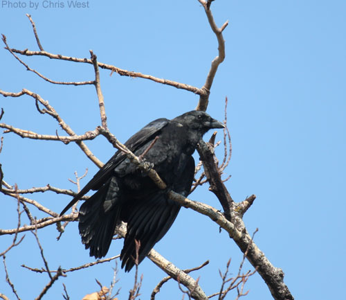 American Crow seen roosting in tree branch