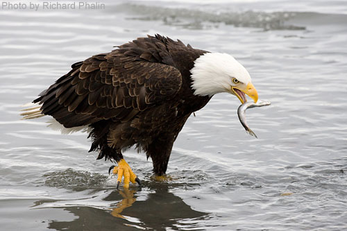 Bald Eagle standing in shallow stream catching a fish