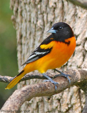 A male baltimore oriole looking so sharp