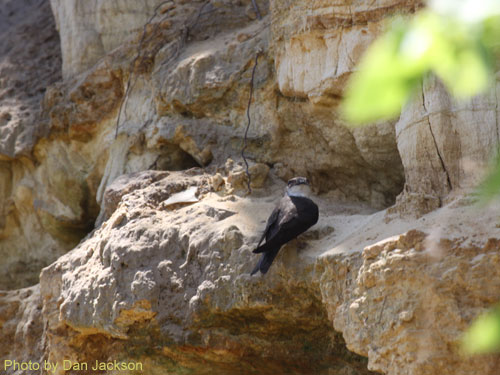 Bank Swallow on a rock ledge