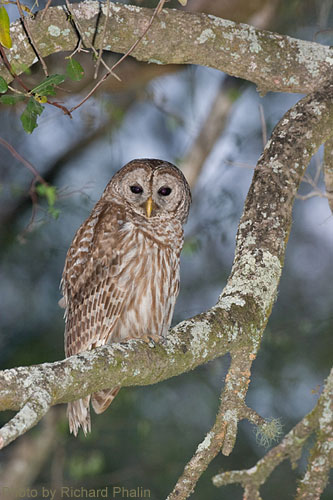 Barred Owl perched in branch
