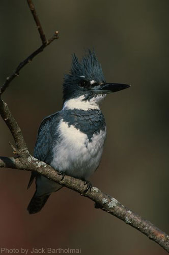 Male Belted Kingfisher on branch