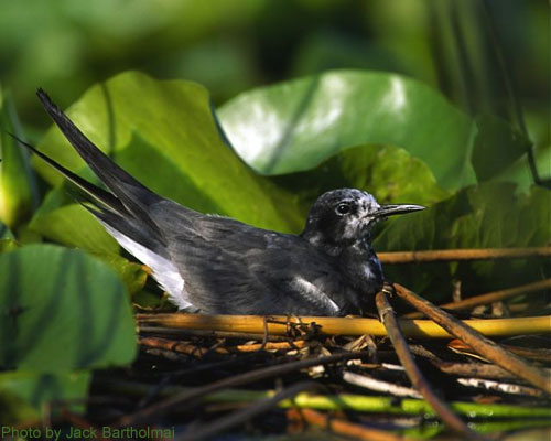 Black Tern sitting on nest